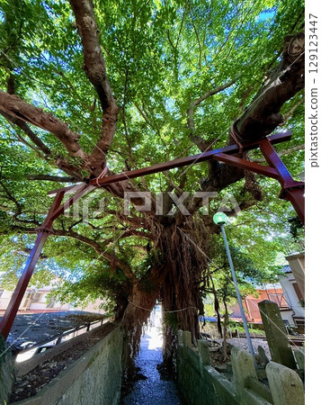 Nagasaki Prefecture, Goto Islands, Nakadori Island, Narao, Akou trees and shrine approach Nagasaki Prefecture, Goto Islands, Nakadori Island, Narao, Akou trees and shrine approach 129123447