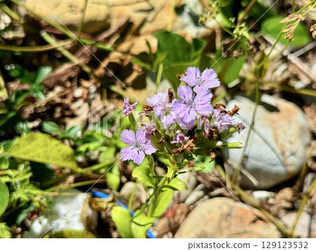 長崎縣五島列島奈留島池塚的海灘岩石和清澈的海水 長崎縣五島列島奈留島池塚的海灘岩石和清澈的海水 129123532