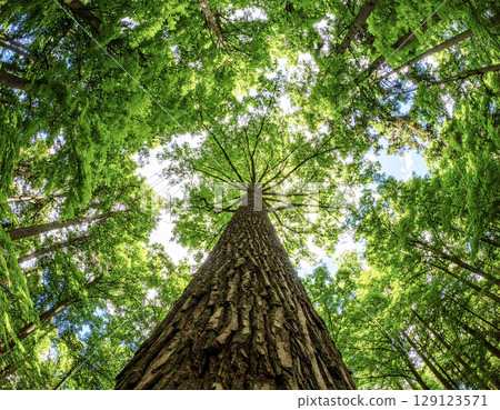 人工智慧生成的一棵大樹仰望綠葉和天空的圖像 人工智慧生成的一棵大樹仰望綠葉和天空的圖像 129123571