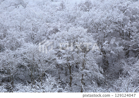 A snow-capped mountain 129124047