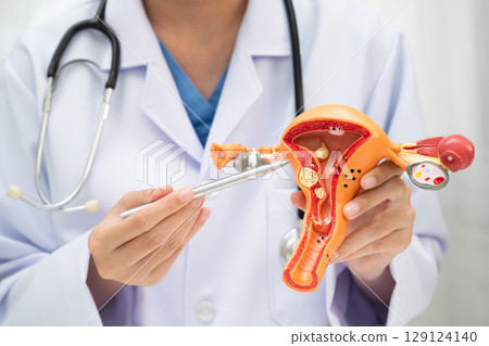 Uterus, doctor holding human anatomy model for study diagnosis and treatment in hospital. Uterus, doctor holding human anatomy model for study diagnosis and treatment in hospital. 129124140