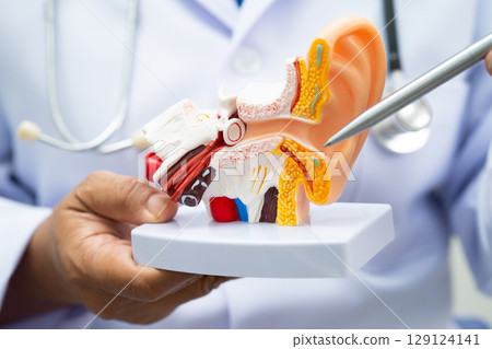Asian doctor holding human ear model to learn and treat hearing loss in patient. 129124141