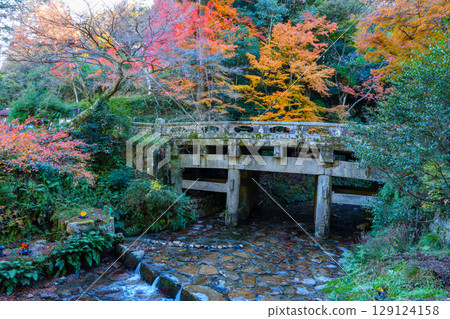 日吉大社、大宮橋的秋天 129124158