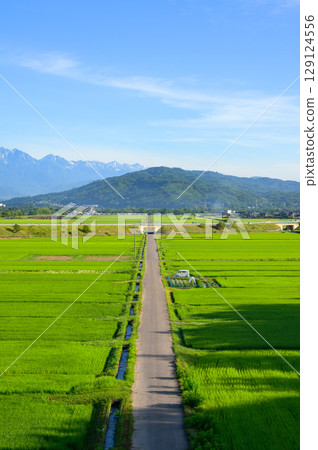 Straight farm roads, rice paddies, and the Northern Alps [Azumino] 129124556