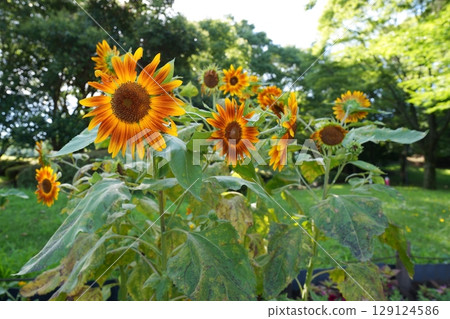 Sunflower flowers Sunflower flowers 129124586