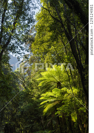 View of Fox Glacier South Side Walk on New Zealand's West Coast 129124981