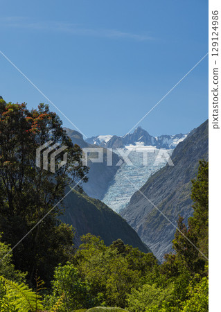 Fox Glacier as seen from the South Side Walk on New Zealand's West Coast Fox Glacier as seen from the South Side Walk on New Zealand's West Coast 129124986