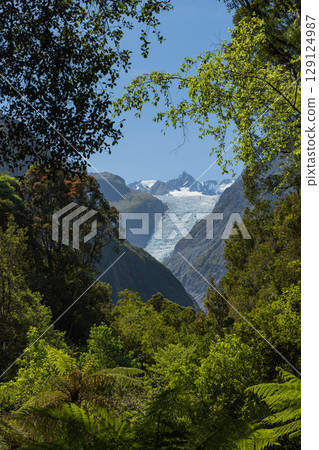 Fox Glacier as seen from the South Side Walk on New Zealand's West Coast 129124987