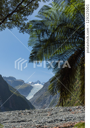 Fox Glacier as seen from the South Side Walk on New Zealand's West Coast 129125001