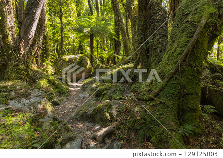 紐西蘭西海岸福克斯冰川南側步道的景色 129125003