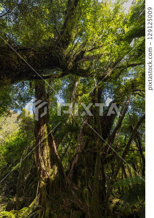 紐西蘭西海岸福克斯冰川南側步道的景色 紐西蘭西海岸福克斯冰川南側步道的景色 129125009