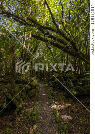 紐西蘭西海岸福克斯冰川南側步道的景色 129125014