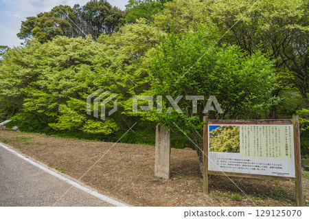 A view of the Japanese witch hazel colony in Kosai City (Shizuoka Prefecture) 129125070