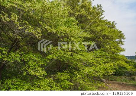 湖西市(靜岡縣)的日本金縷梅群落景觀 湖西市(靜岡縣)的日本金縷梅群落景觀 129125109