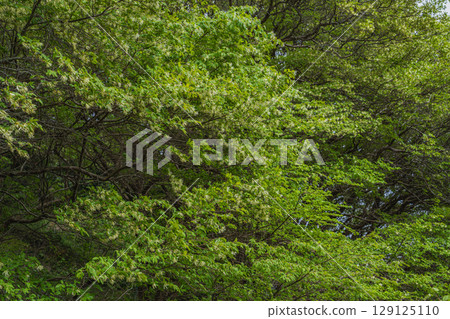 湖西市（靜岡縣）的日本金縷梅群落景觀 129125110