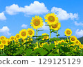 藍天：向著太陽綻放的向日葵 129125129