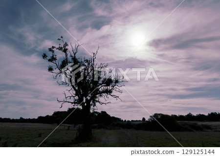 Lonely tree by the road in the countryside Lonely tree by the road in the countryside 129125144