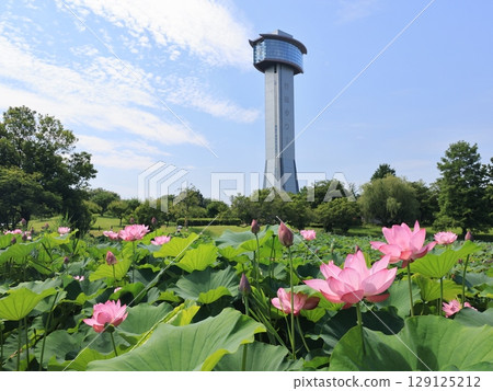 Scenery of ancient lotus village in Gyoda City, Saitama Prefecture 129125212