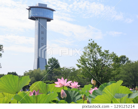 Scenery of ancient lotus village in Gyoda City, Saitama Prefecture 129125214