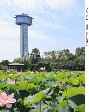 Scenery of ancient lotus village in Gyoda City, Saitama Prefecture 129125215