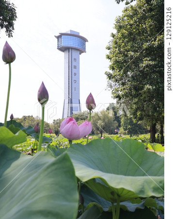 Scenery of ancient lotus village in Gyoda City, Saitama Prefecture 129125216