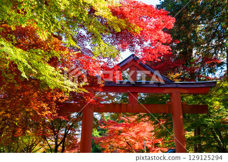 Autumn at Hiyoshi Taisha Shrine: Sanno Torii 129125294