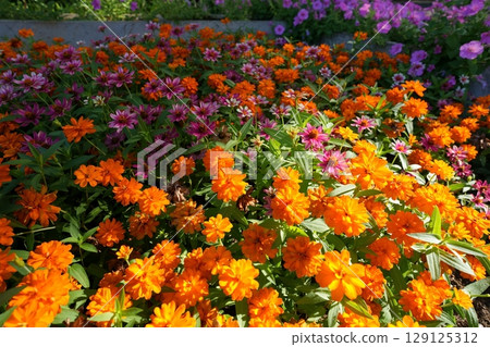 萬壽菊花 129125312
