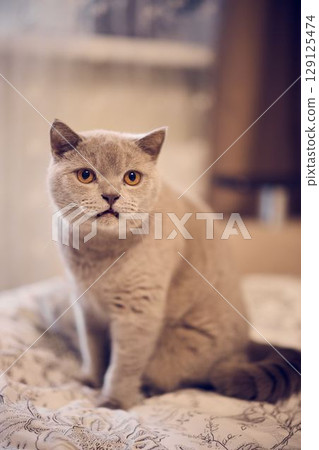 A Charming Gray Cat Sitting Comfortably Indoors in a Cozy and Inviting Environment 129125474