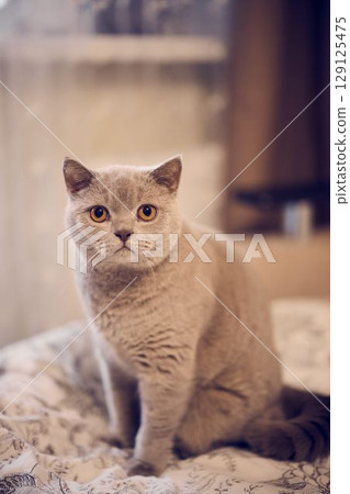 An Adorable and Charming Gray Cat with Striking, Beautiful Eyes in a Cozy Indoor Setting 129125475