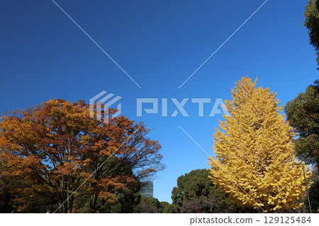 東京千代田區北之丸公園的秋日風景 129125484