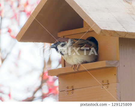 一隻麻雀從巢箱裡出來，環顧四周 129125809