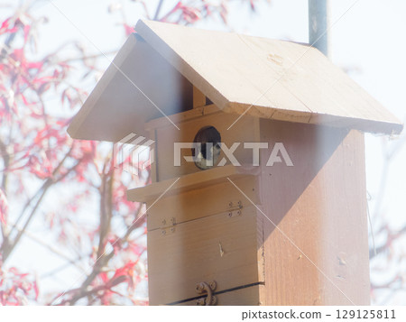 You can see the sparrow's face through the birdhouse window You can see the sparrow's face through the birdhouse window 129125811