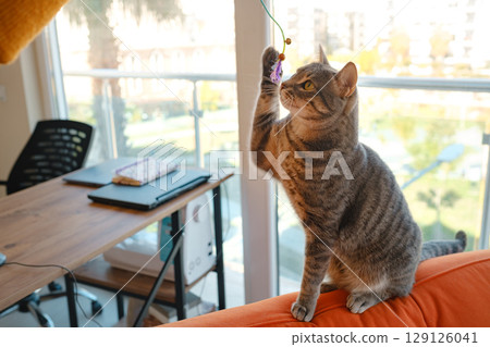 Cat sitting on a work desk Cat sitting on a work desk 129126041