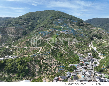 Drone aerial shot of the beautiful mandarin orange hills of Wakayama Prefecture Drone aerial shot of the beautiful mandarin orange hills of Wakayama Prefecture 129126119