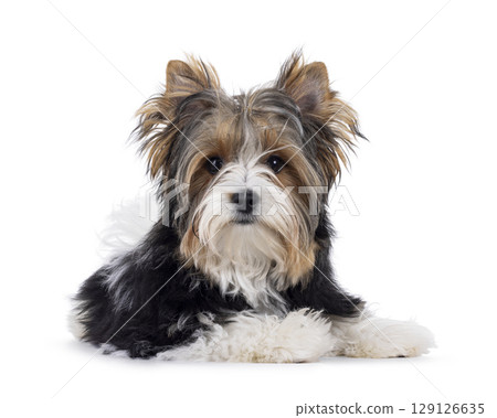 Biewer Yorkshore terrier on white background 129126635