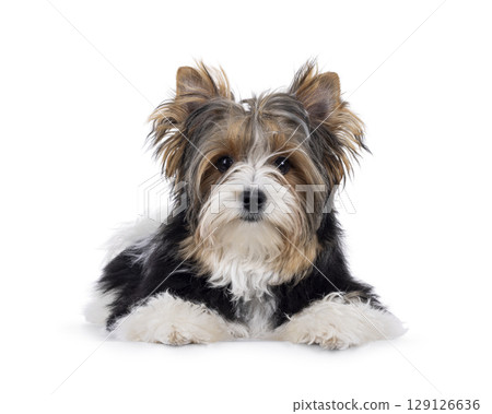 Biewer Yorkshore terrier on white background 129126636