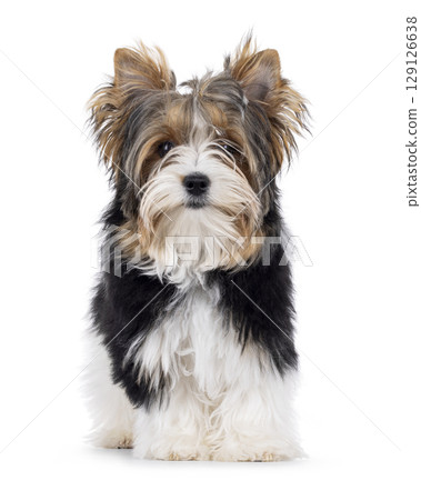 Biewer Yorkshore terrier on white background 129126638