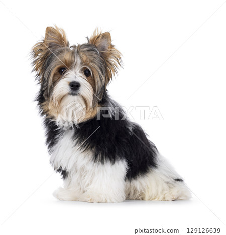 Biewer Yorkshore terrier on white background 129126639
