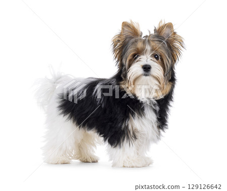 Biewer Yorkshore terrier on white background 129126642