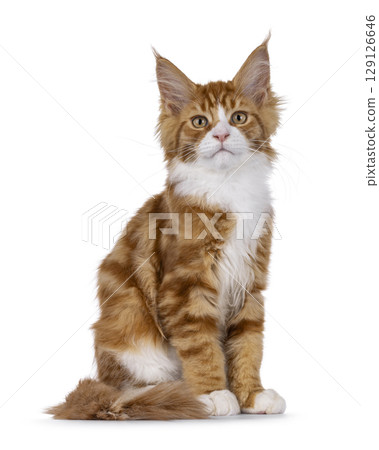 Red with white tuxedo cat on white 129126646