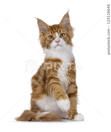 Red with white tuxedo cat on white Red with white tuxedo cat on white 129126648