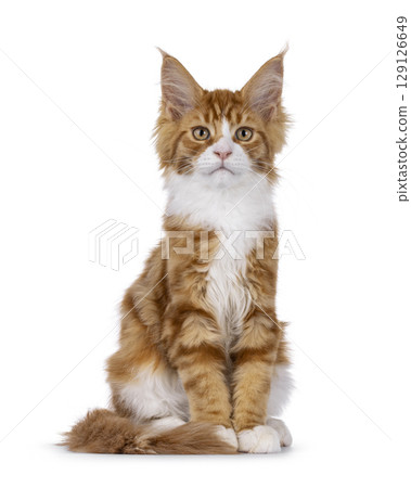 Red with white tuxedo cat on white Red with white tuxedo cat on white 129126649