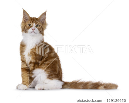 Red with white tuxedo cat on white Red with white tuxedo cat on white 129126650