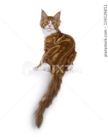 Red with white tuxedo cat on white Red with white tuxedo cat on white 129126651