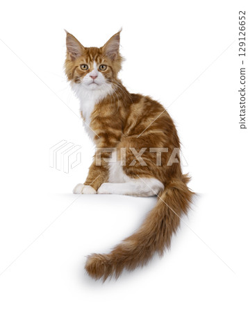 Red with white tuxedo cat on white Red with white tuxedo cat on white 129126652