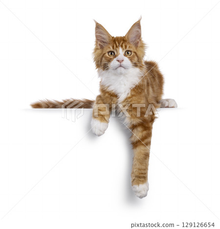 Red with white tuxedo cat on white Red with white tuxedo cat on white 129126654