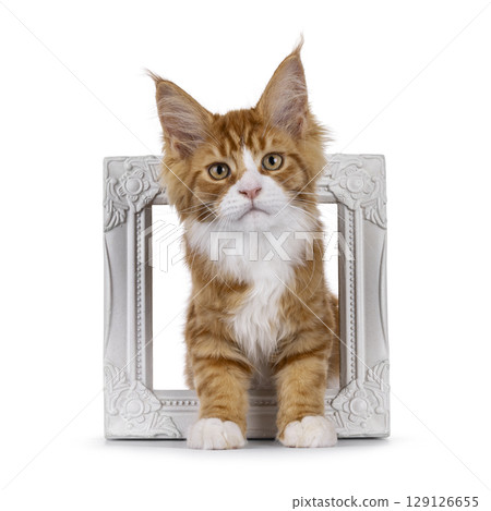 Red with white tuxedo cat on white Red with white tuxedo cat on white 129126655