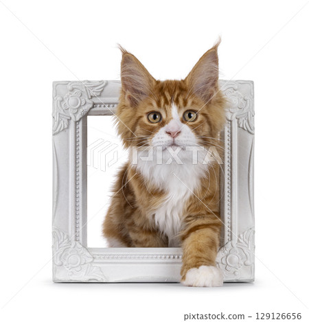 Red with white tuxedo cat on white Red with white tuxedo cat on white 129126656