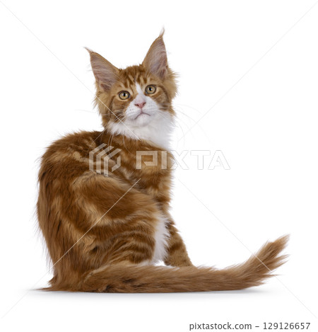 Red with white tuxedo cat on white 129126657