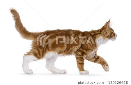 Red with white tuxedo cat on white Red with white tuxedo cat on white 129126658